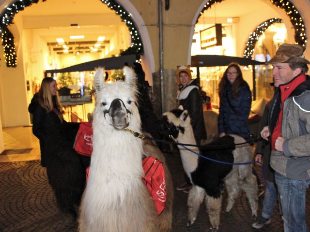 Weihnachtsmarkt Impressionen von unseren Lamas Alpakas Lama