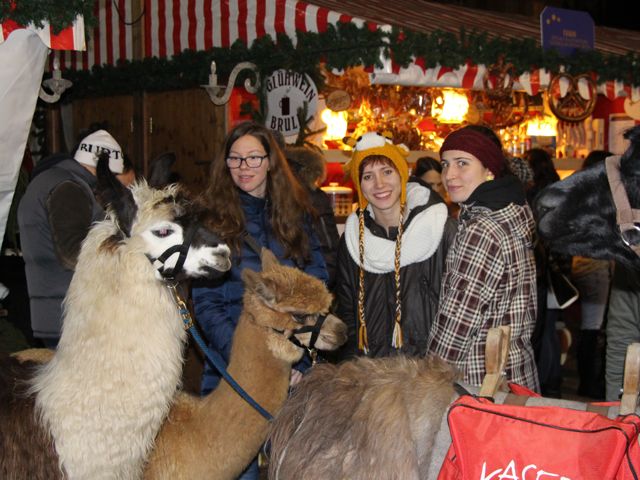 Weihnachtsmarkt Impressionen von unseren Lamas Alpakas Lama