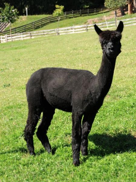 Adventure Black Beauty Huacaya Alpaka Sold animals Alpacas