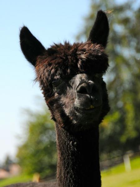 Adventure Black Beauty Huacaya Alpaka Sold animals Alpacas