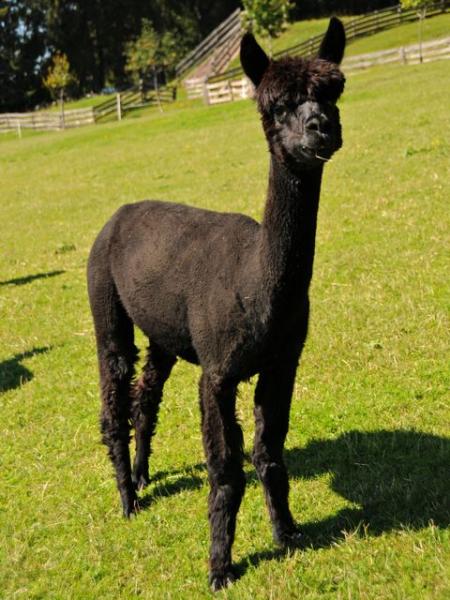 Adventure Black Beauty Huacaya Alpaka Sold animals Alpacas