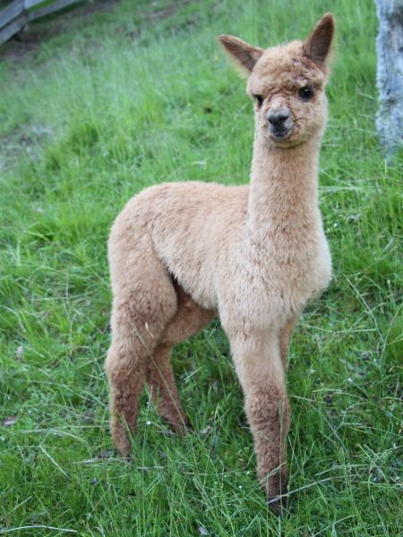 Marapa de Oro Huacaya Alpaka Mares Alpacas Kaserhof Renon