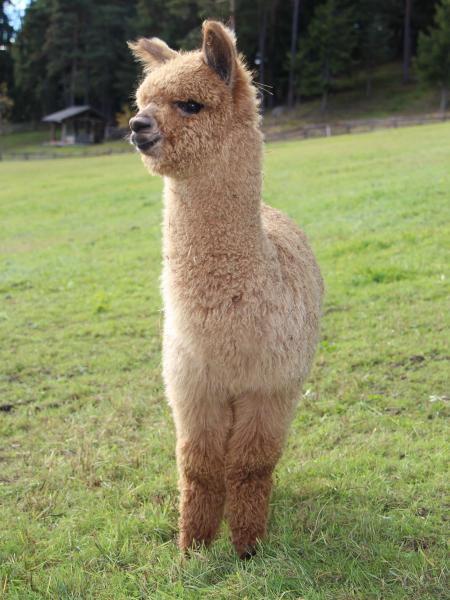 Marapa de Oro Huacaya Alpaka Lamas in S dtirol Lamazucht am