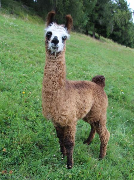 Salomo de Oro Wooly silky Lama Zuchthengste Lama Llama