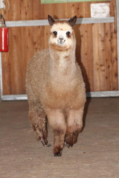 Daisy vom Hochberg Huacaya Alpaka Sold animals Alpacas