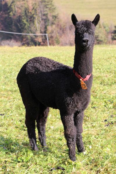 AOS Black Rose Huacaya Alpaka Mares Alpacas Kaserhof Renon