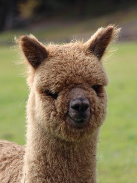 Marapa de Oro Huacaya Alpaka Lamas in S dtirol Lamazucht am