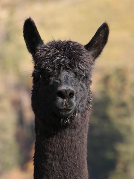 AOS Black Rose Huacaya Alpaka Mares Alpacas Kaserhof Renon