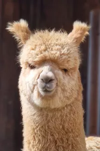 Kathmandu de Oro